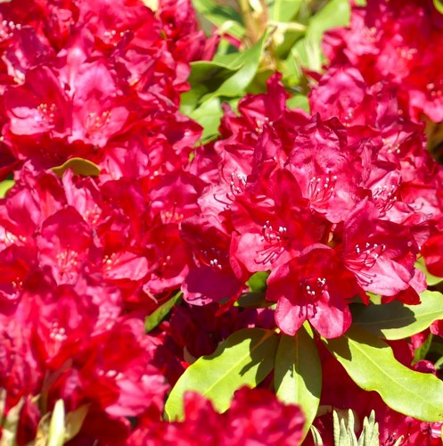 Großblumiger rhododendron - großblumiger,