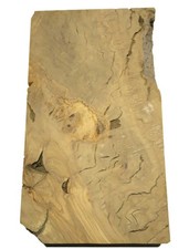 1x Oliven Wurzelholz Holz für