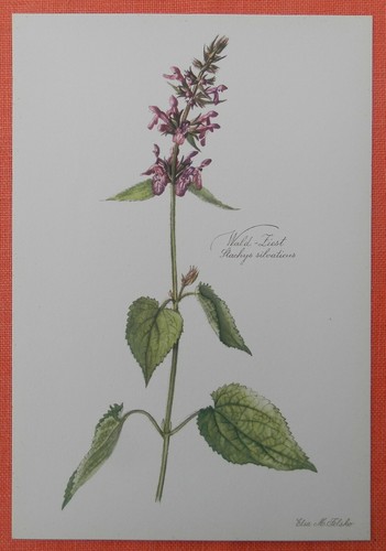 Wald ziest stachys sylvatica - wald-ziest,