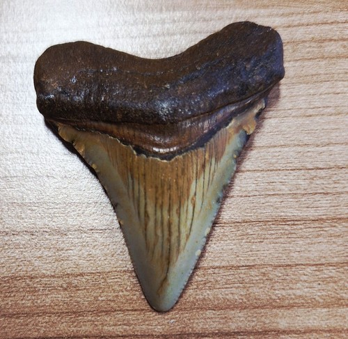 Usa megalodon zahn tooth - zahn, tand