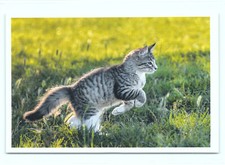 1 AK Katze 13' - NEU !!! #