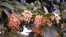 Parfümbaum Bambus für die