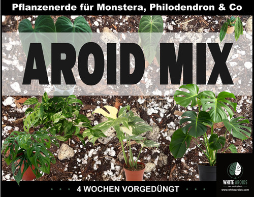 Aroid mix monstera - mix, erde