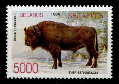 Wisent 1w - (bison).,