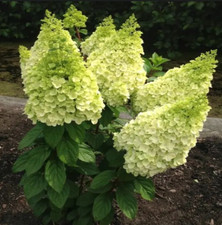 Hortensie MAGICAL KILIMANJARO