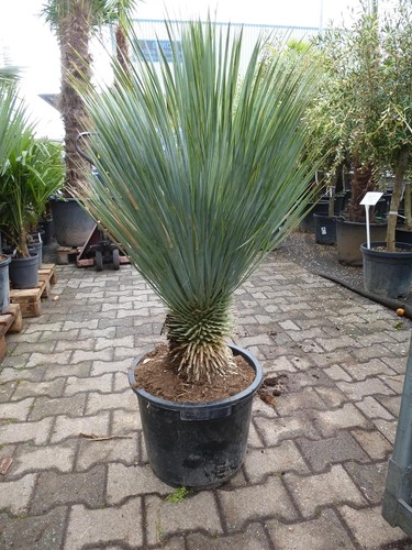 Palmenlager xl yucca - ,