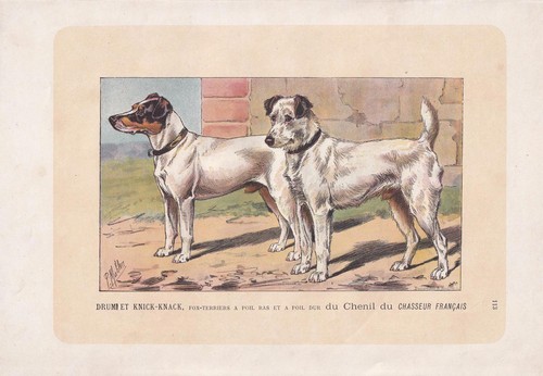 1896 foxterrier hund druck - druck,