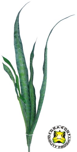 Sanseveria 70cm - ca.,