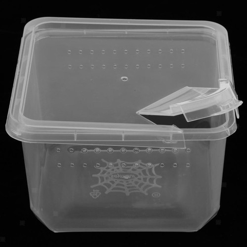 Reptil-Spinn-Züchtungsbox