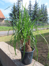 Elefantenfuß Beaucarnea