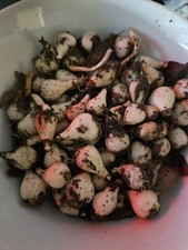 100 Frische Schneeglöckchen Zwiebeln Galanthus Nivalis