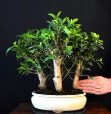 BONSAI CHINESISCHE FEIGE FICUS RETUSA GRUPPE INDOOR PFLEGELEICHT