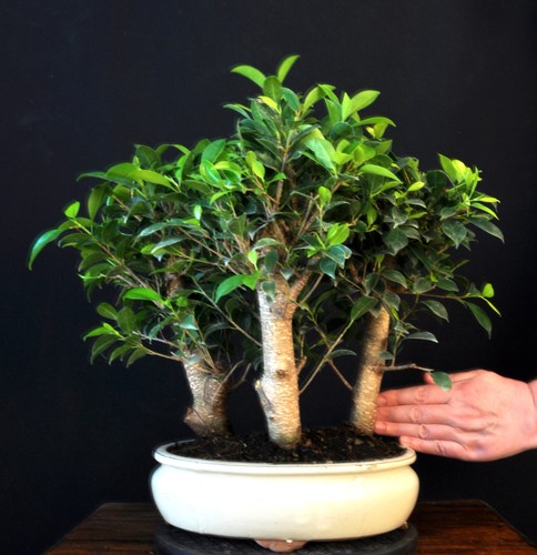Bonsai chinesische feige ficus - bonsai,