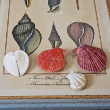 Muscheln, meist Jakobs-