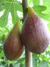 Ficus carica 'Longue d'Août'