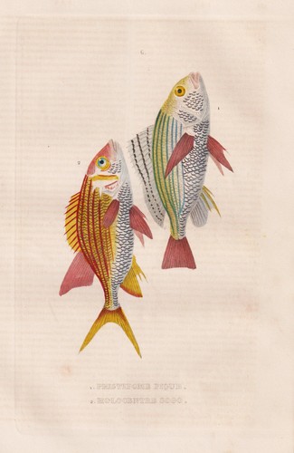 Fische pomadasys fisch - pomadasys,