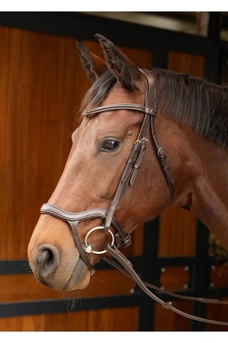 Harry horse trense - harry´s,