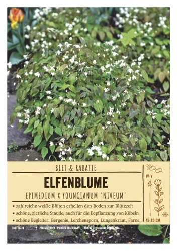 Epimedium youngianum - epimedium, x