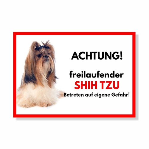 Shih tzu freilaufender hund - freilaufender,