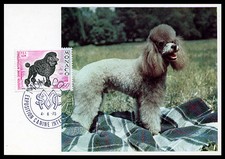 POODLE BLACK FRENCH MONACO DOG