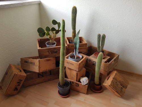 Holzkisten set vino - holzkisten,