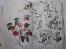 Leonhart Fuchs Kräuterbuch