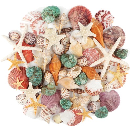 Meeresmuscheln strand muscheln - meeresmuscheln,