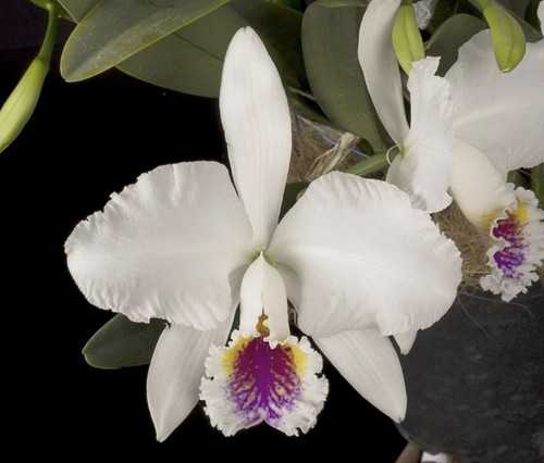 Cattleya mossiae semi - cattleya, alba