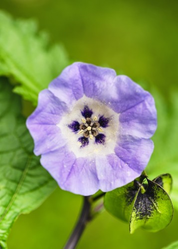 100 bio samen - bio-,