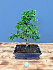 Bonsai chinesische Ulme  Nr