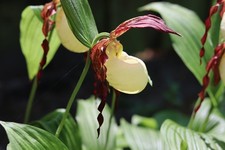 Cypripedium kentuckiense, 5 mehrtriebige XXL Jungpflanzen, mindestens 10 Sprosse
