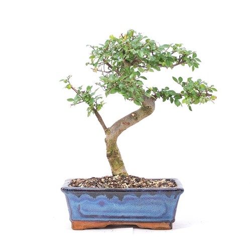 Bonsai chinesische ulme - bonsai,