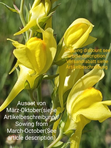 Ginster leinkraut linaria - ginster, leinkraut,linaria