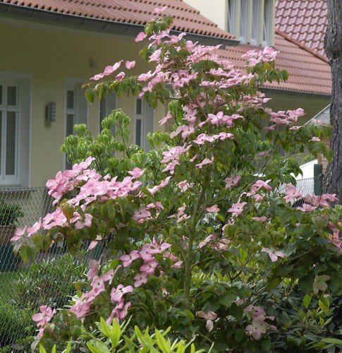 Japanischer blumen satomi - japanischer,