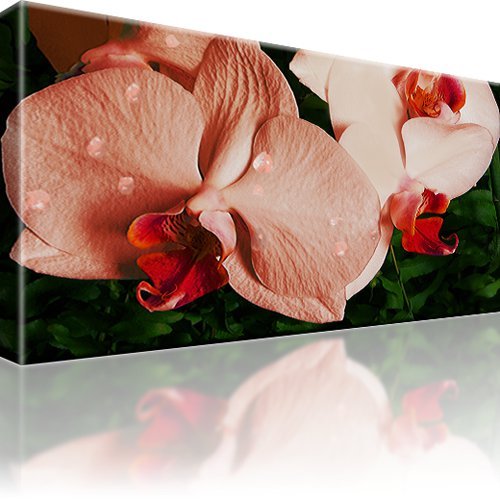 Rosa orchidee blume bild - blume,