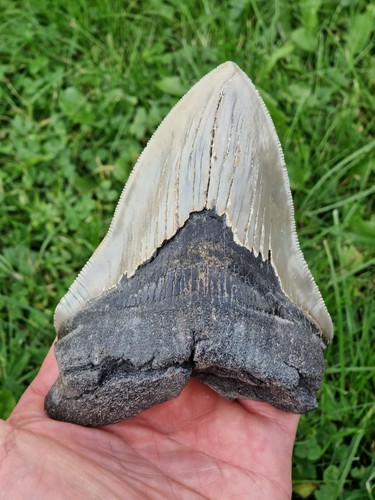 Weißer zahn megalodon 13 - l:,