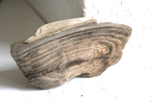 Schwemmholz treibholz skulptur - treibholz,