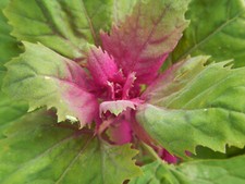Baumspinat Chenopodium giganteum vergessenes Gemüse Magentaspreen Spinatbaum