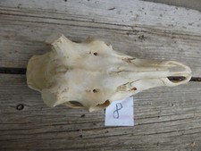 echter Rothirschschädel / Abwurfstangen / Basteln 8