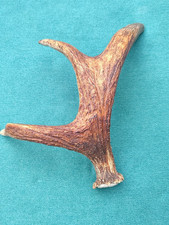 Elch Abwurfstange Schaufel Elchgeweih