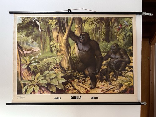 Schulwandkarte gorilla affe - schulwandkarte,