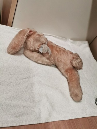 Alter liegender steiff hase - liegender,
