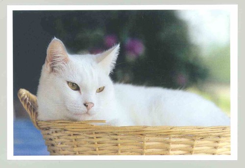 Postkarte katze neu - katze, 26: