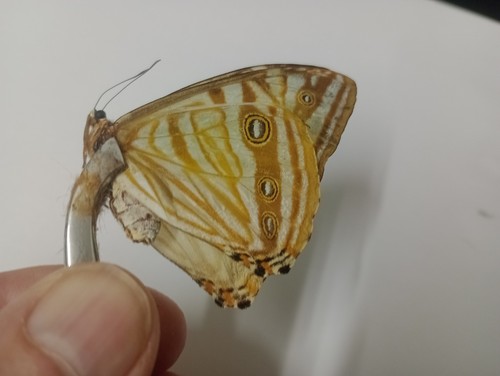 Morpho zephyritis sp - zephyritis, s.sp