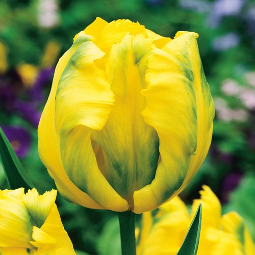 Tulpen blumenzwiebeln zwiebeln - tulpen,