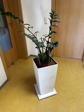 Lechuza CUBICO COLOR30,Pflanzsäule weiss matt,  mit Glücksfeder Rolluntersetzer