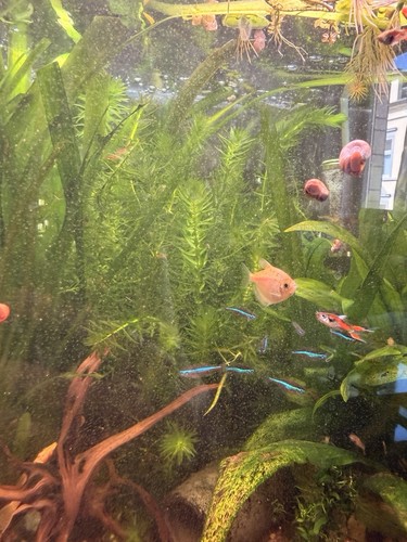 Wasserpest elodea - wasserpest,