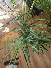 100cm Chinesische Hanfpalme