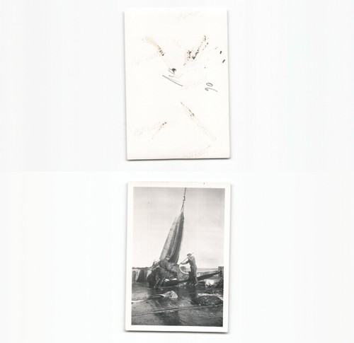N1961906 deutscher walfang - deutscher,