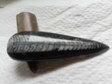 Belemniten zwei, 5cm Rostrum